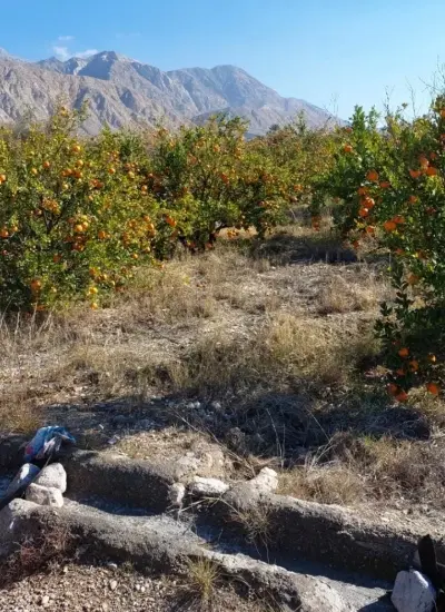 باغ نارنگی