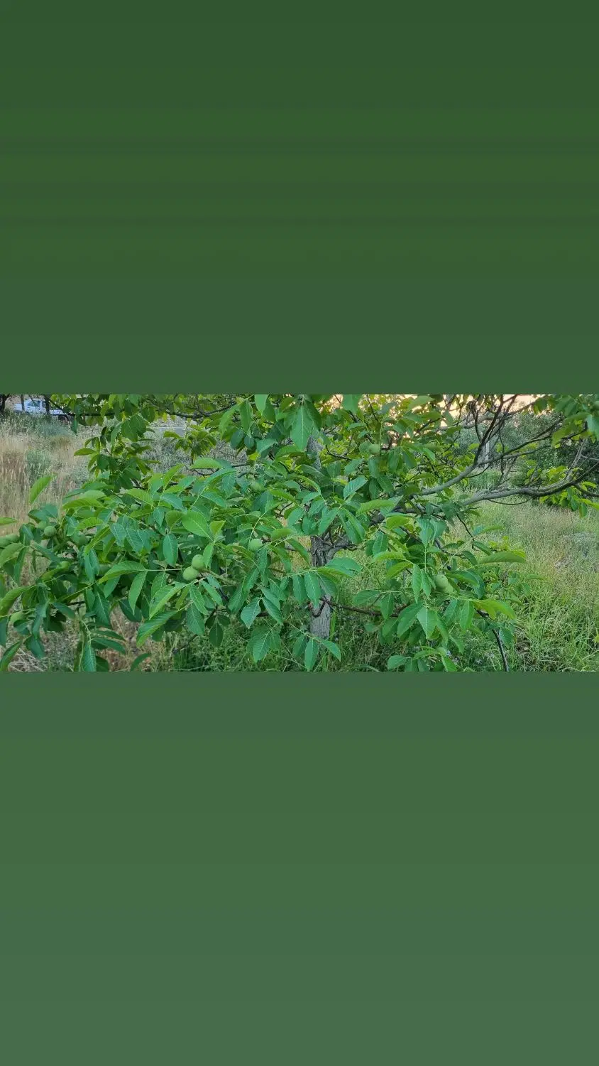 فروش.باغ.منطقه.گردشگری‌