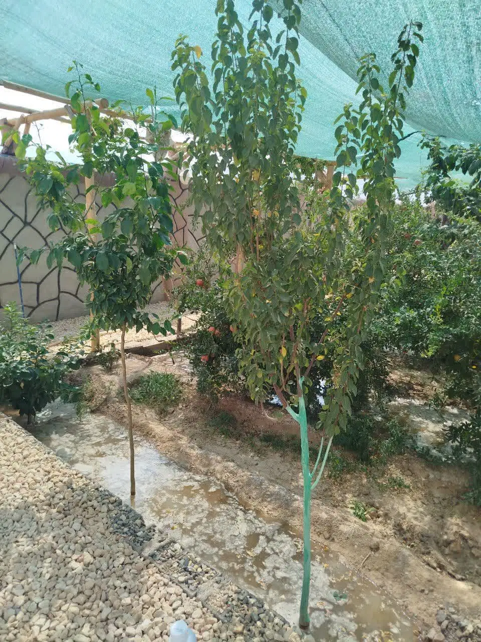 خانه باغ فروش نقدی