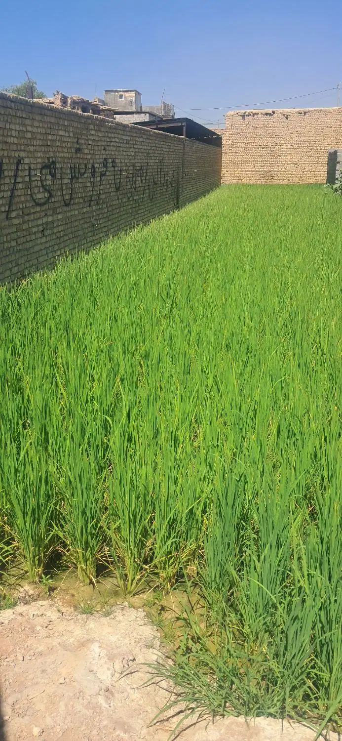 زمین ۲۵۰ متری دارای در و دیوار