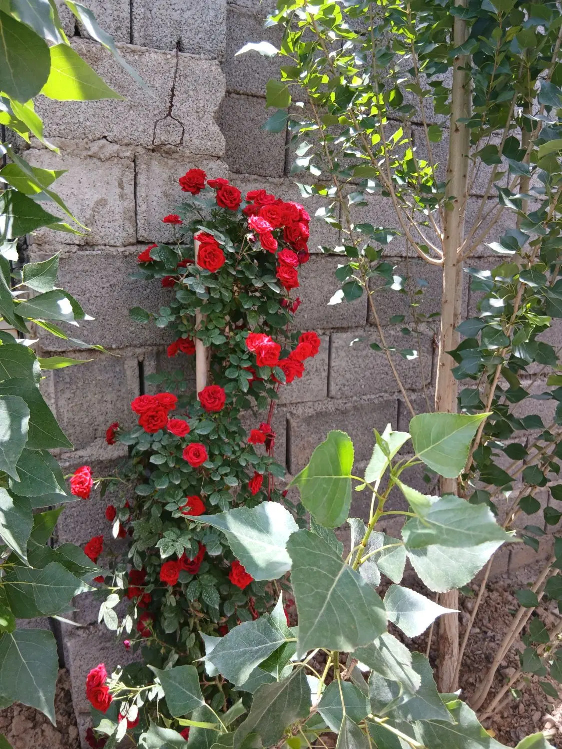 باغ ، باغچه ، ویلا ، کردان
