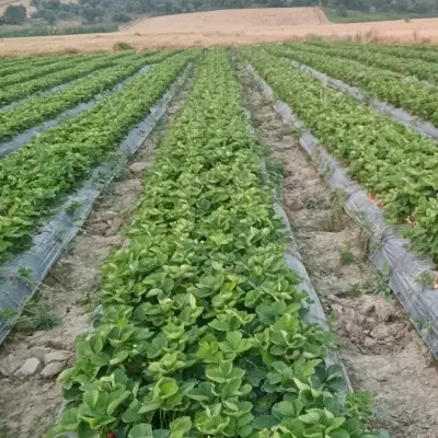 زمین کشاورزی