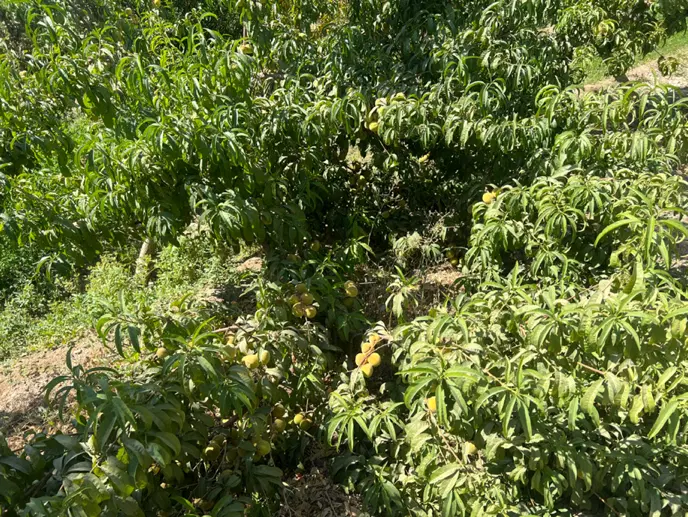 باغ چهاردیواری در شمال شرق  اصفهان