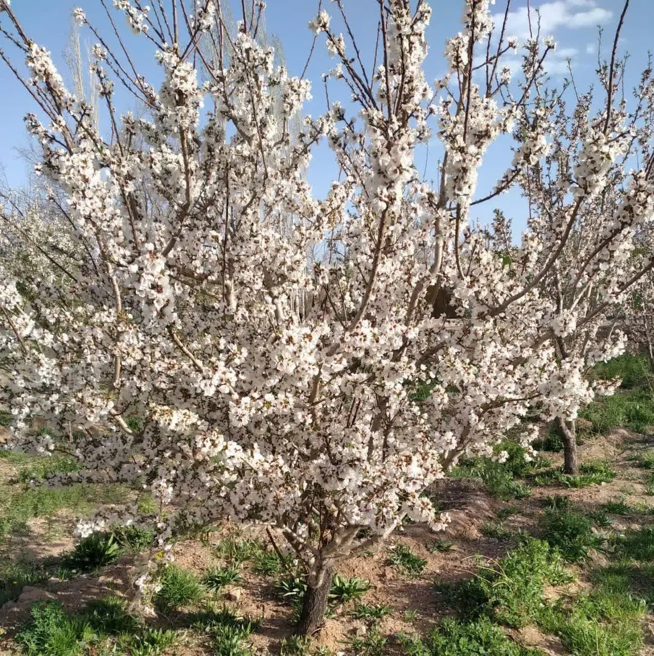 خانه،باغ