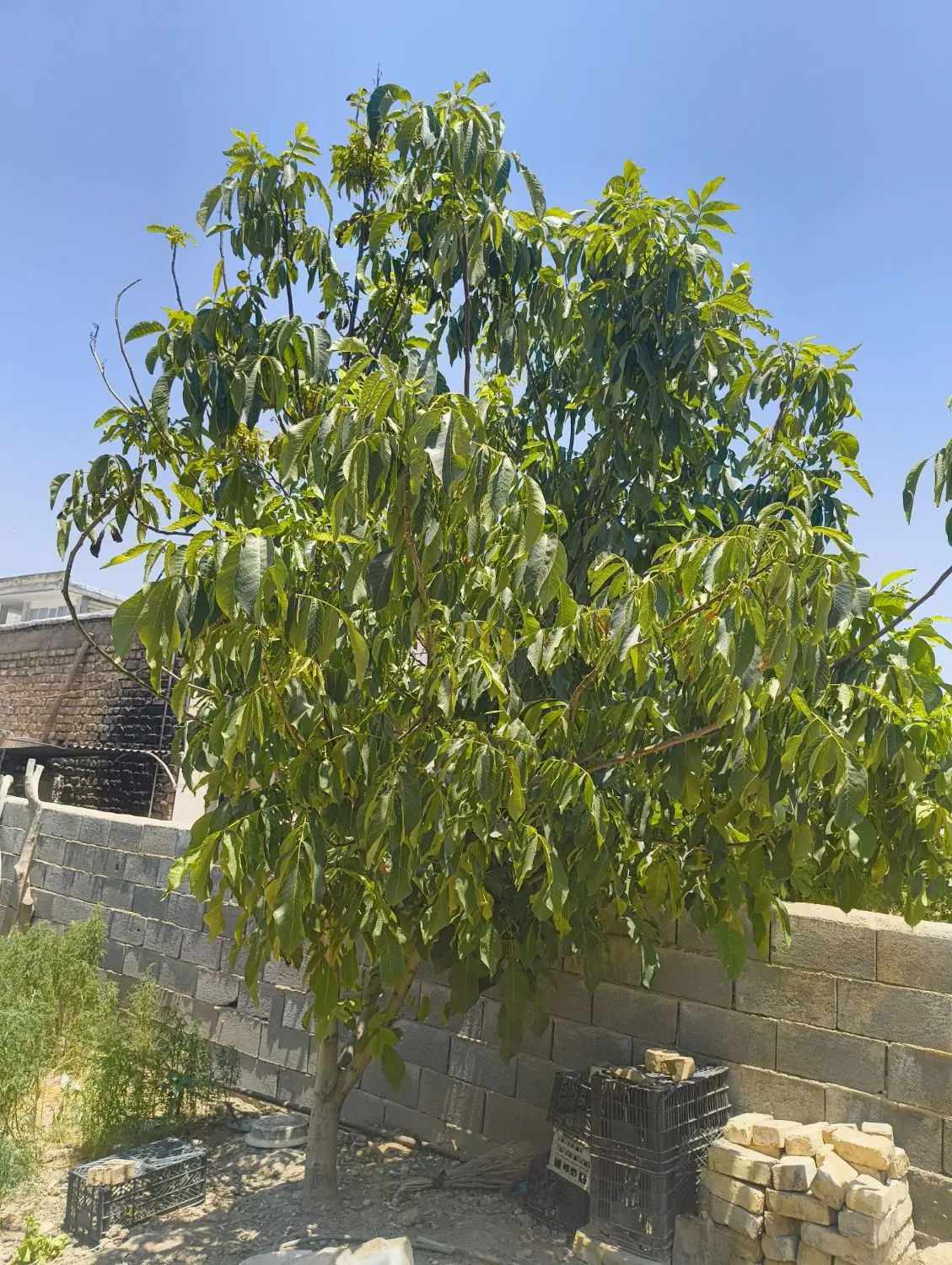 فروش ساختمان کلنگی در روستای کلگچی