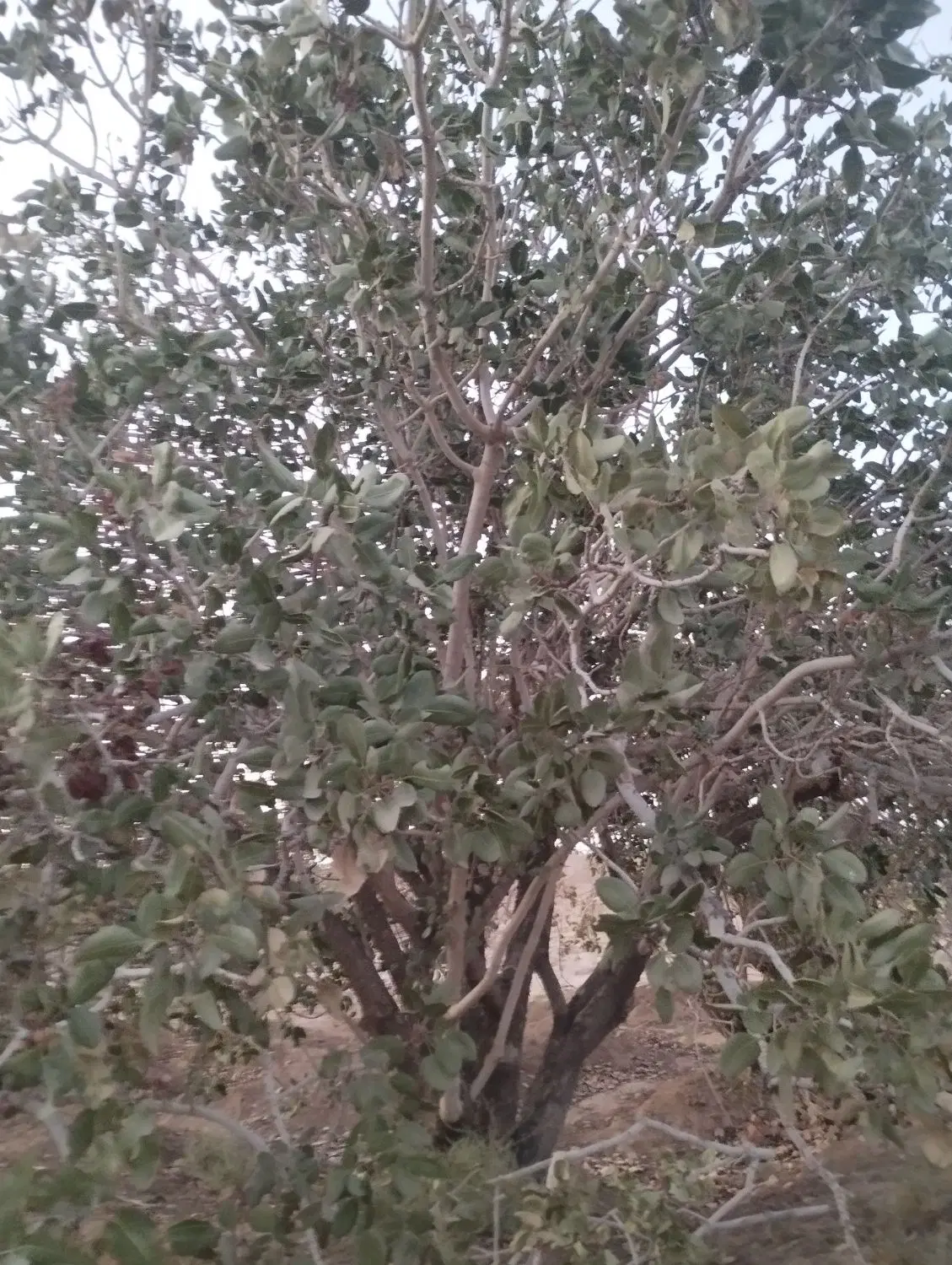 زمین پسته دهنو
