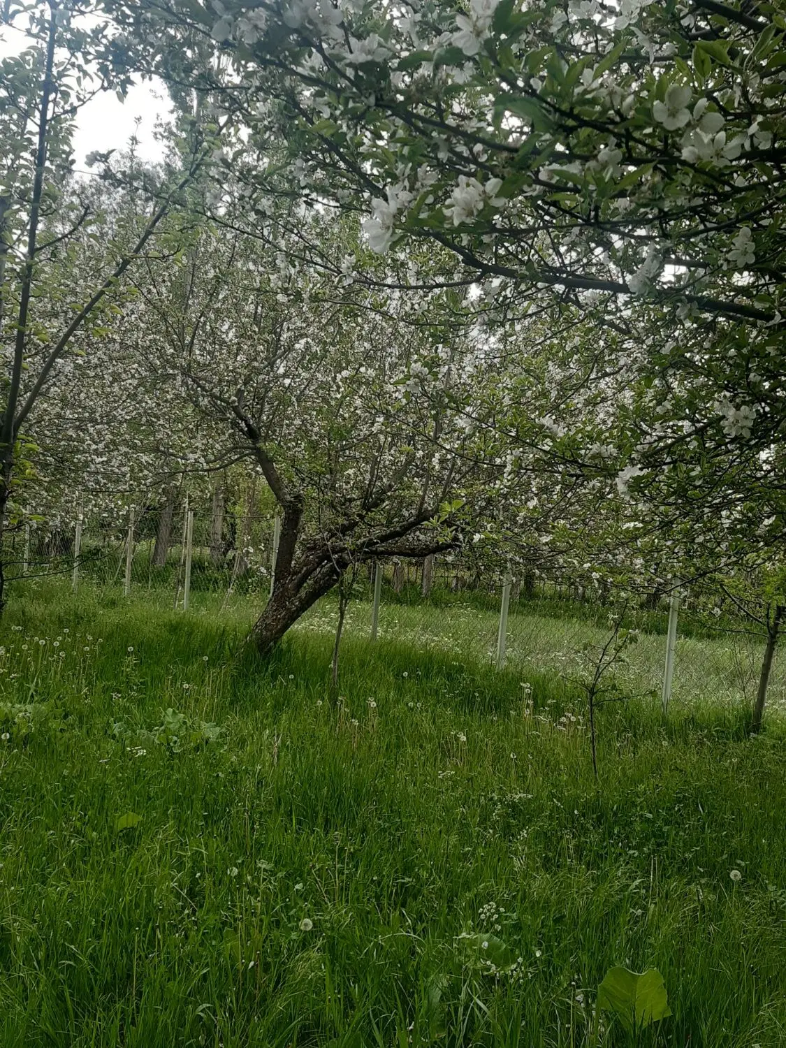 باغ سیب در اطراف کمر خونی خوجین