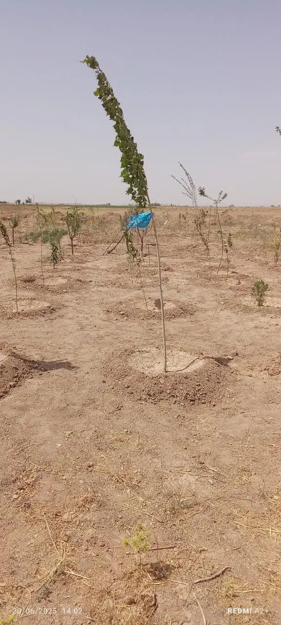 زمین در روستای محمدیه