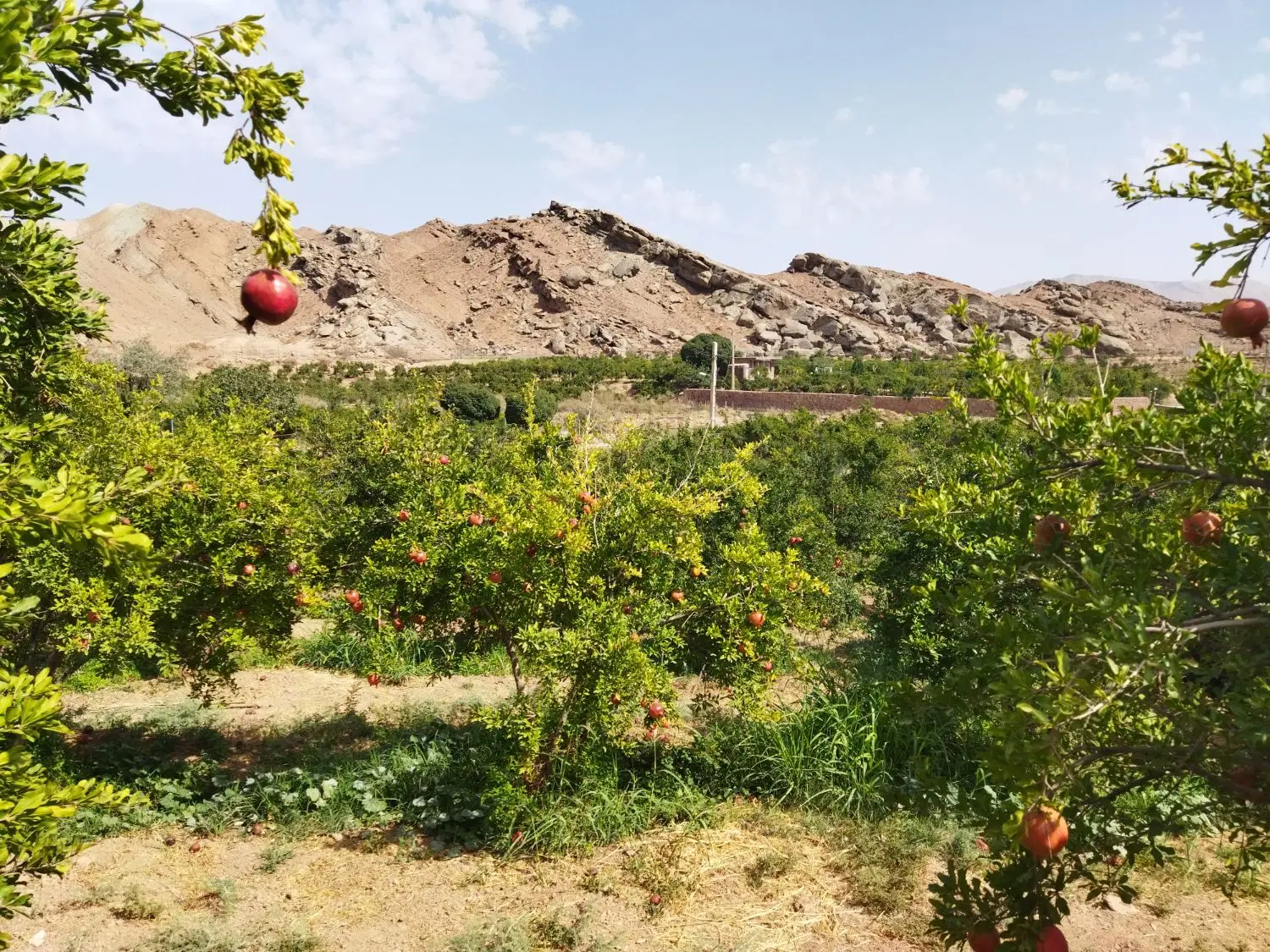 باغ انار