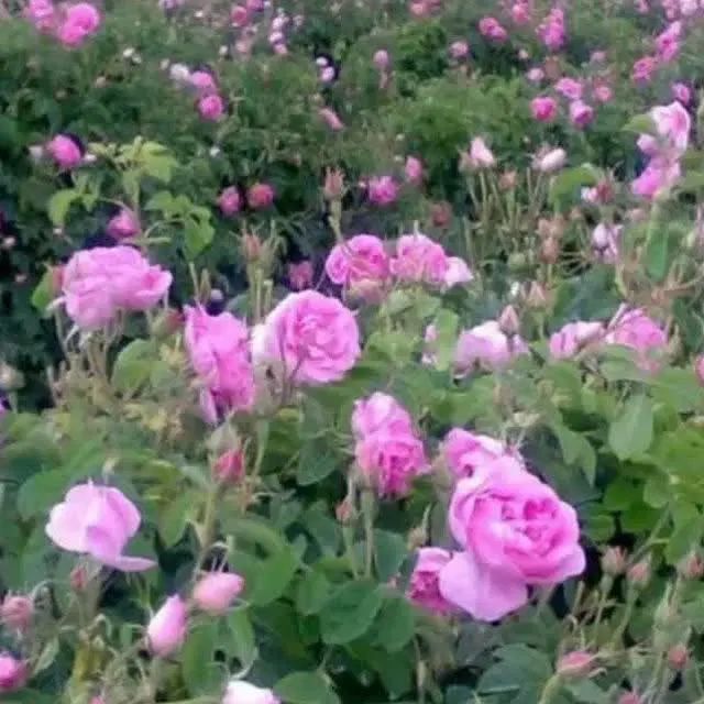 زمین کشاورزی