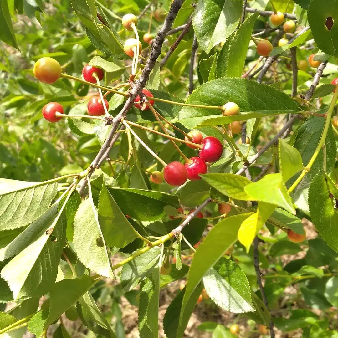 باغ روستای امام وردی