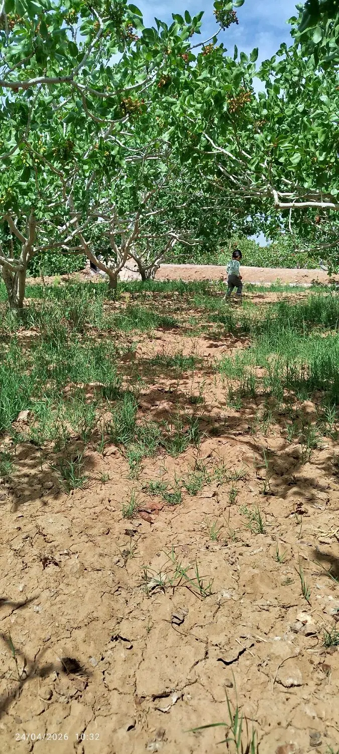 زمین کشاورزی
