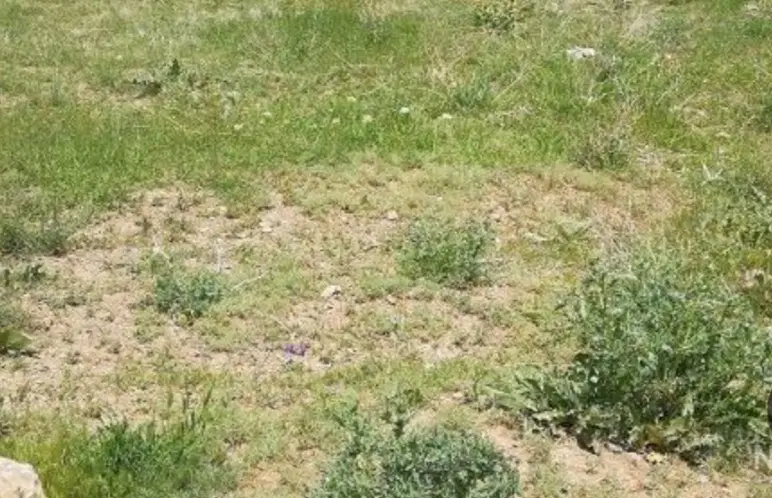زمین مسکونی