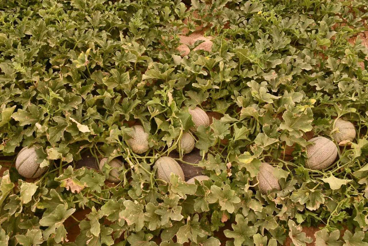 فروش زمین کشاورزی