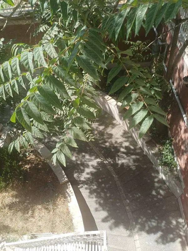 کلبه ویلایی در لاهیجان
