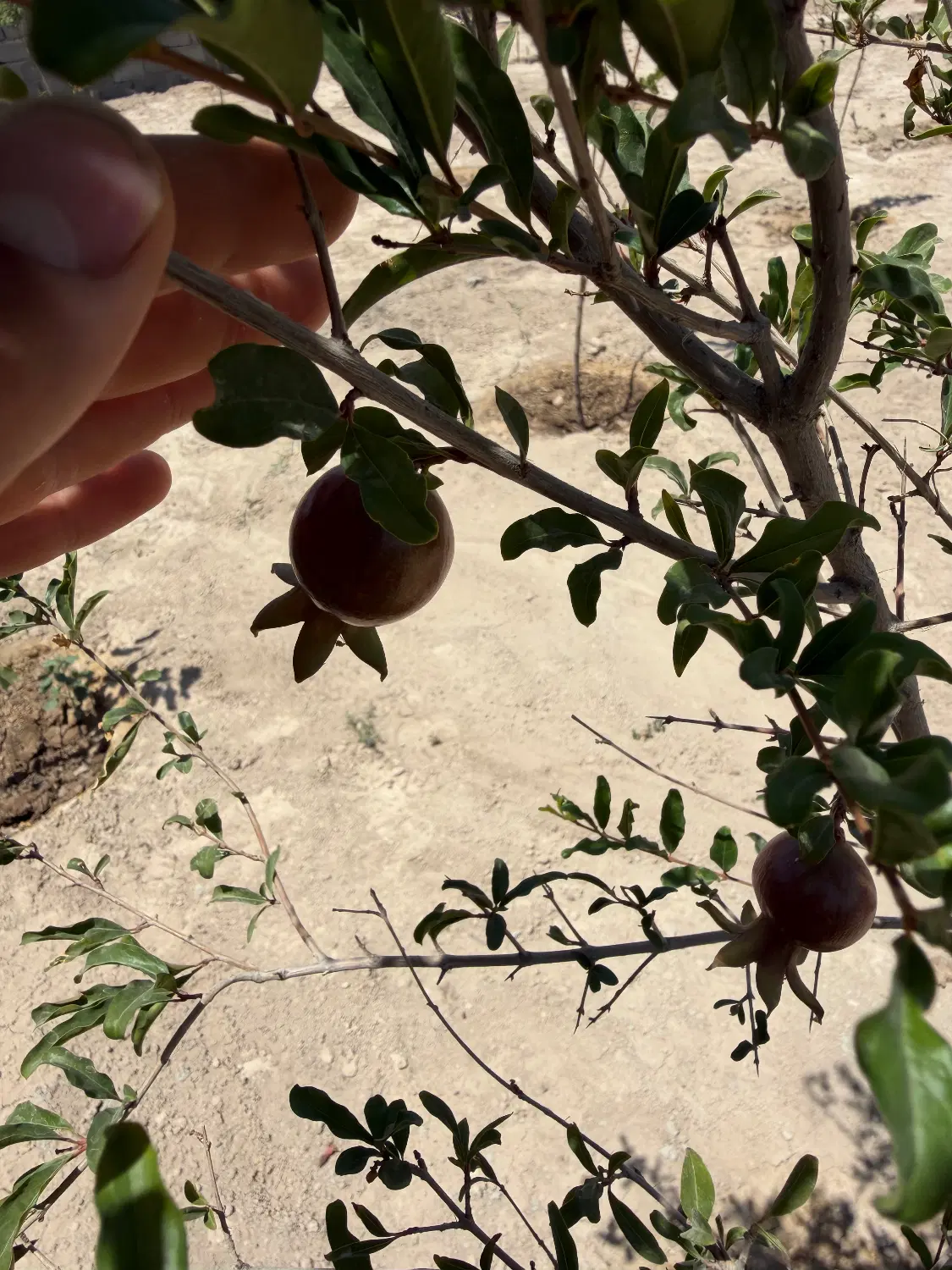 فروش باغچه‌۲۳۵متری با بنای۶۰متری