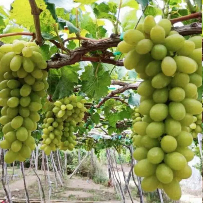 فروش انگور فوری و انجیر