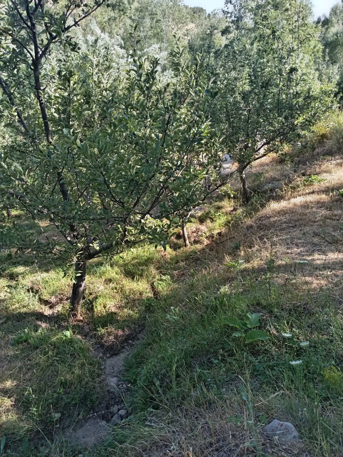 باغ قدیمی 700 متر در 1 کیلومتری روستای قینر