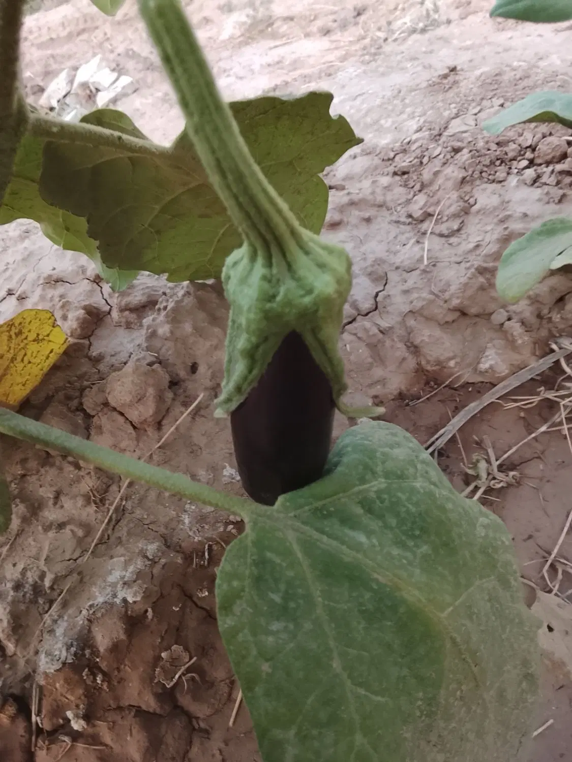 زمین شاهنامه ۶۹