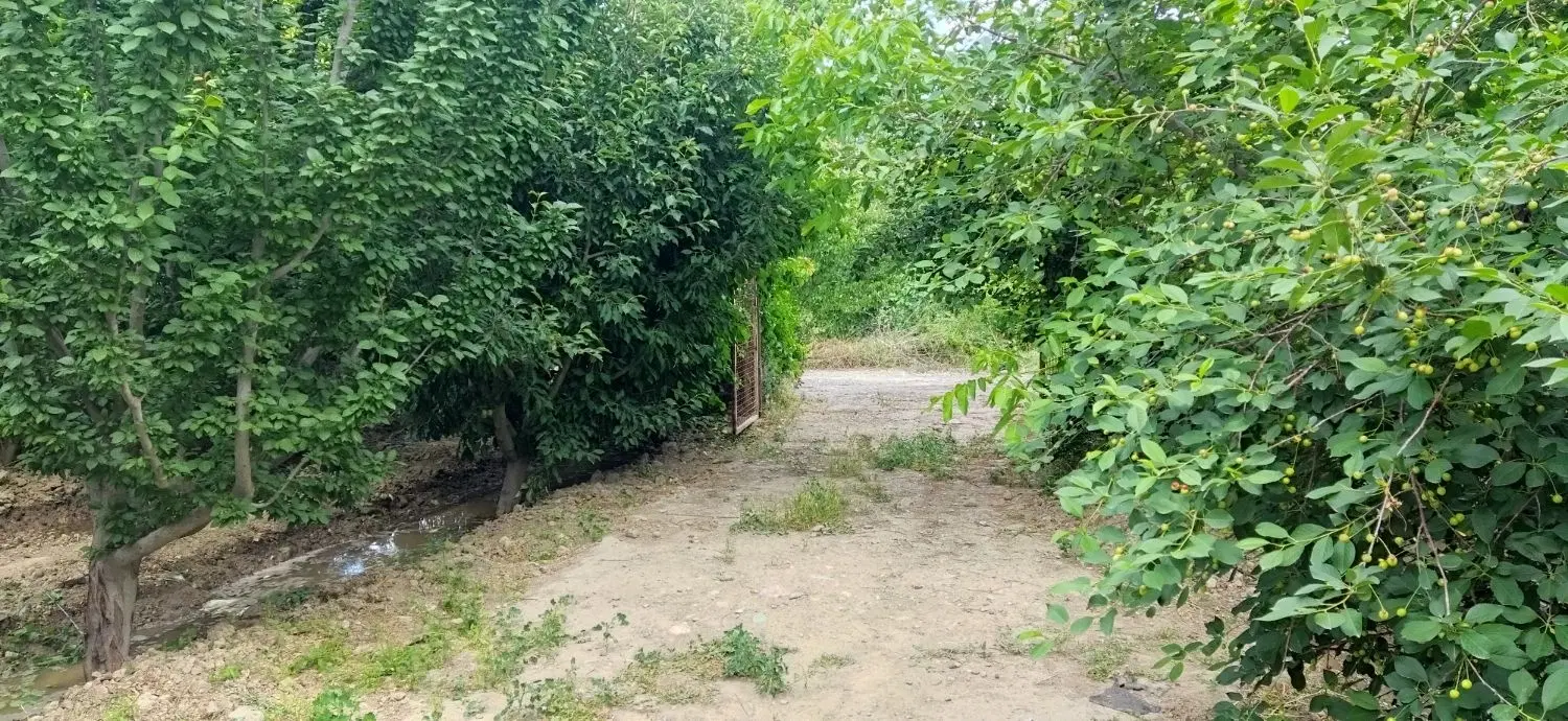 باغ میوه