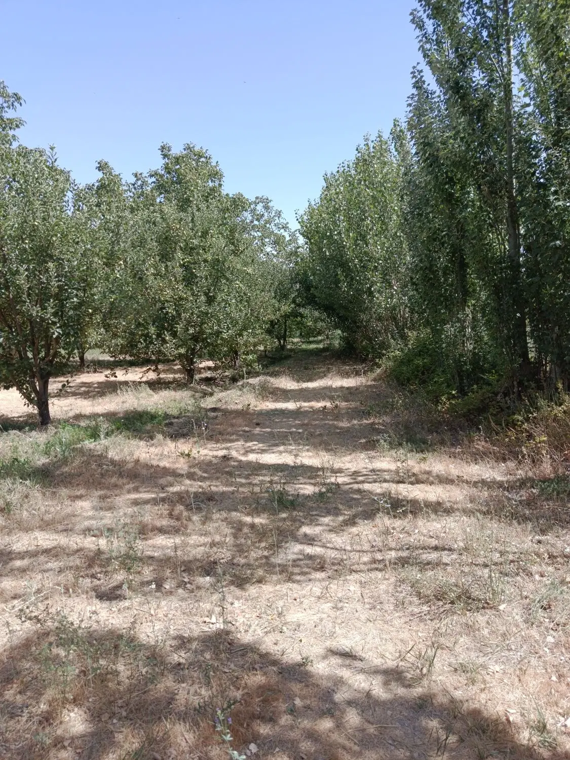 باغ ثمری در روستای کفشگران
