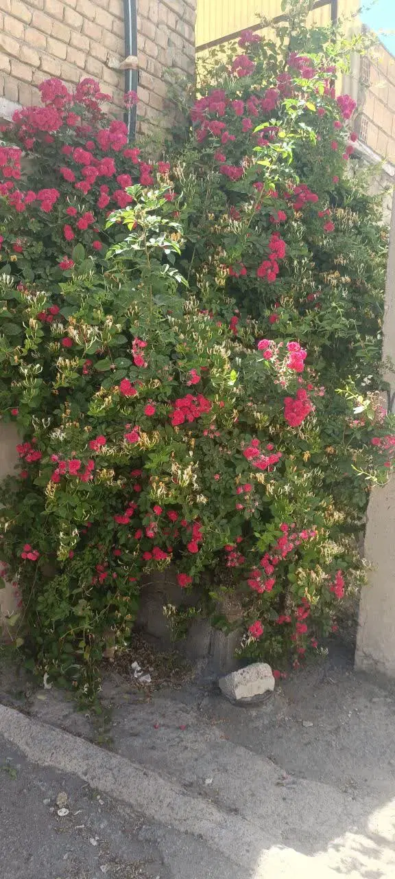 اجاره خانه ویلایی