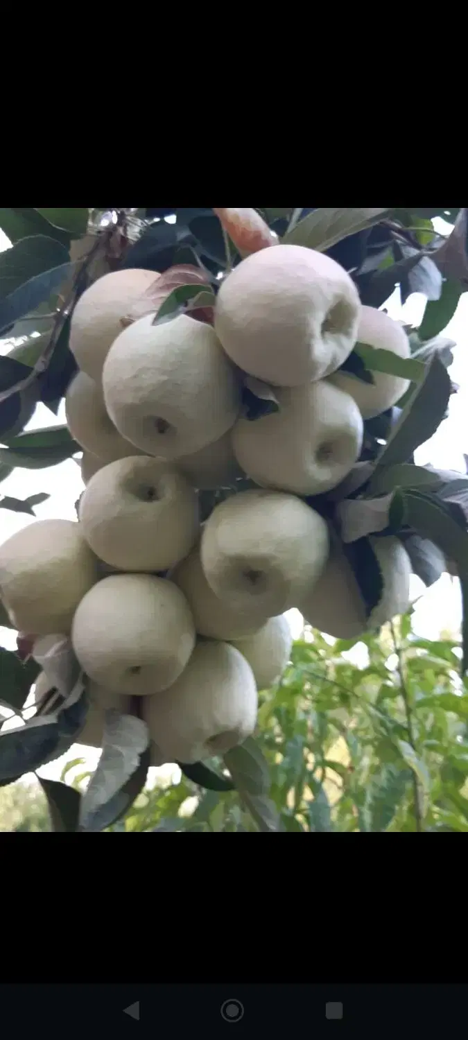 درختان میوه باغ شهرکرد شوراب صغیر