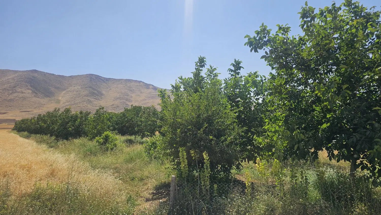 باغ