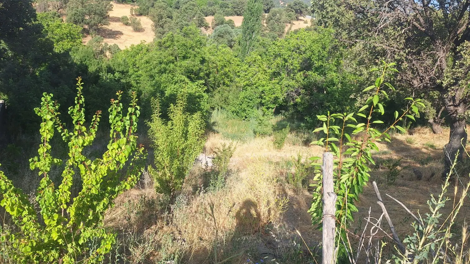 فروش باغ روستای مختار