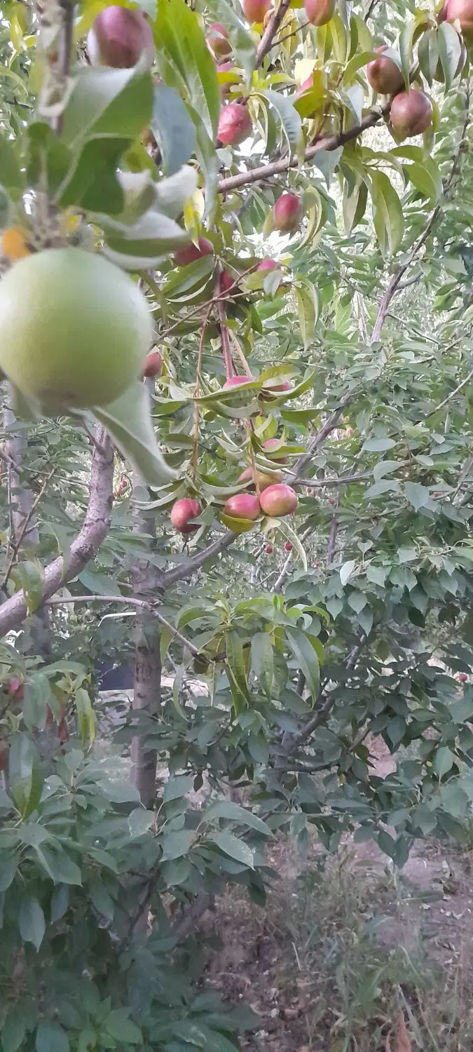 باغچه