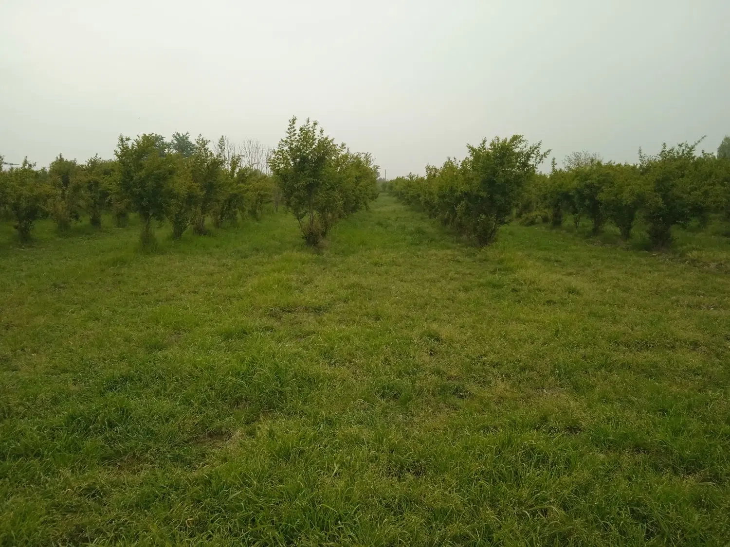 باغ انار