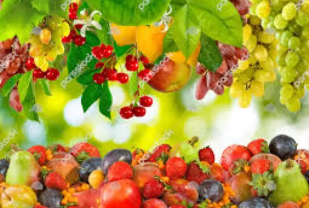 فروش زمین و باغ میوه  در داخل شهر بهار