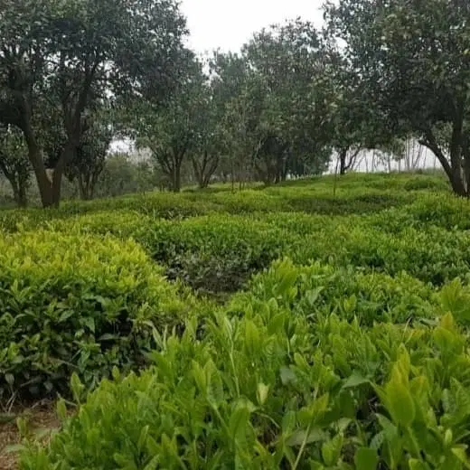 زمین باغی 2000متر