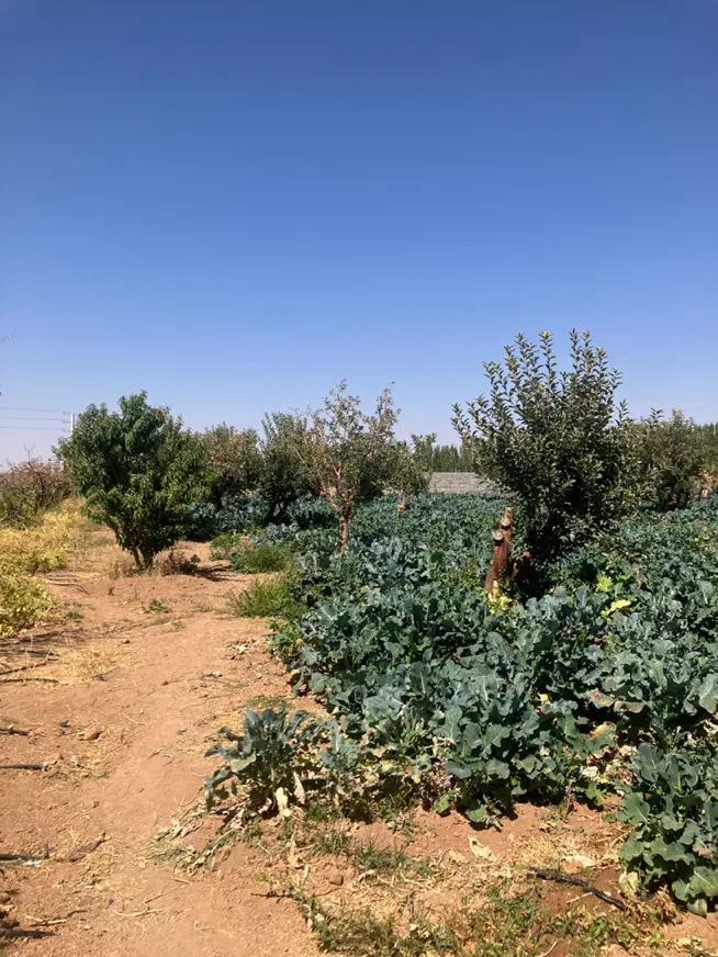 زمین در دماوند جابان بزرگ اوچونک