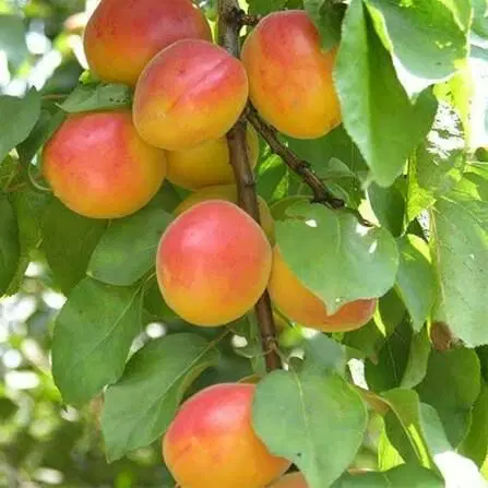 باغچه ویلایی