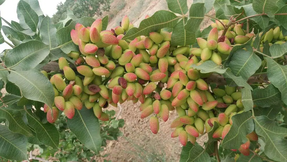 ۵۰۰۰ متر باغ پسته ۱۰ ساله