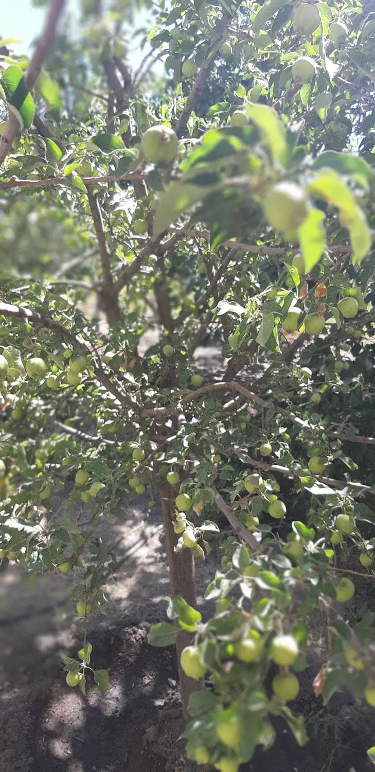 فروش باغ در روستای اختچی