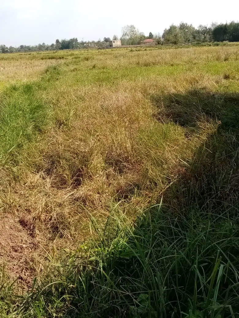 زمین گشاورزی  با طرح هادی