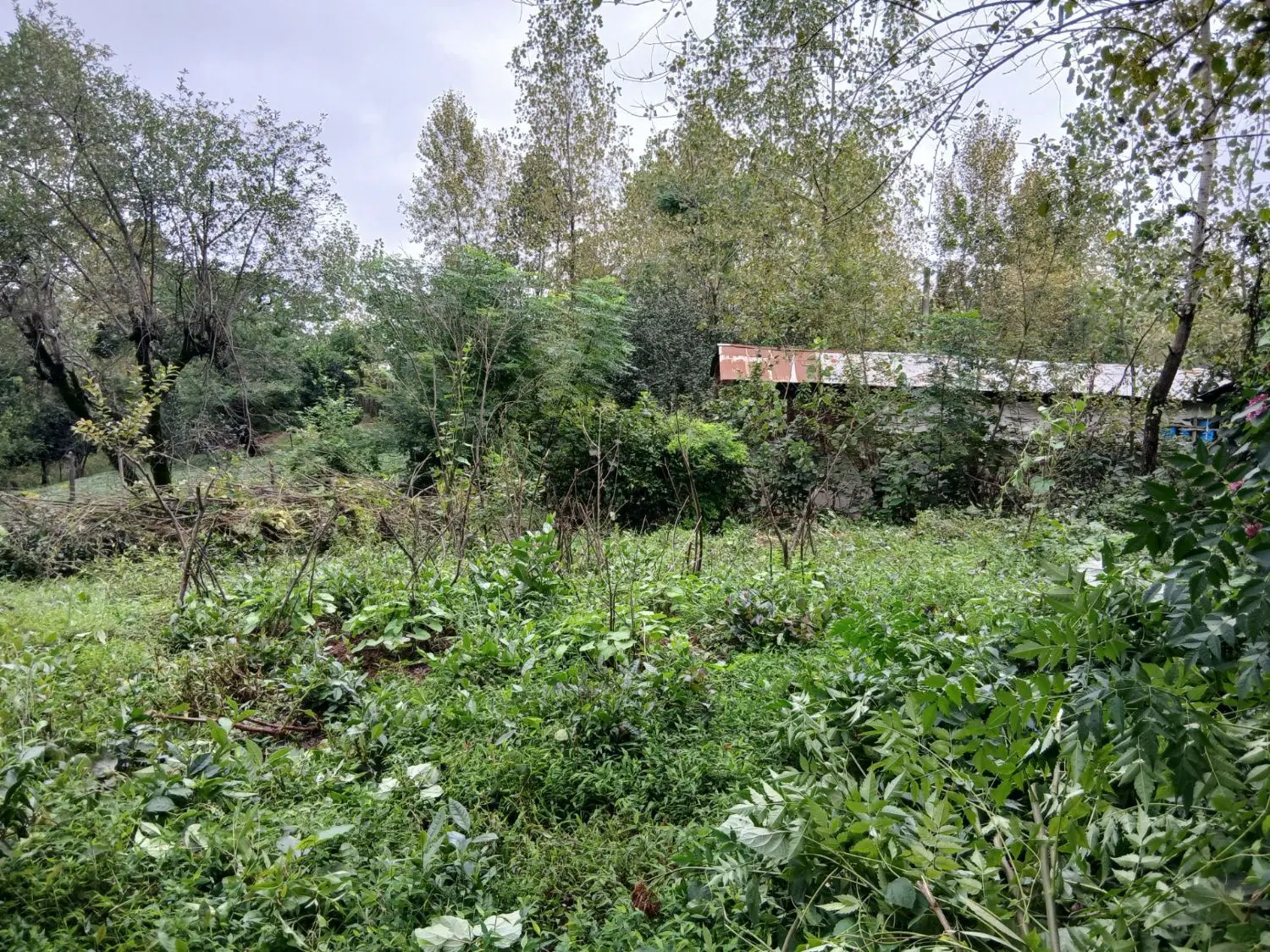 ۳۸۰ متر زمین باغی