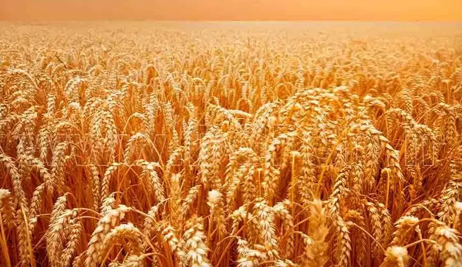 فروش زمین کنگاور روستای قره گوزلو