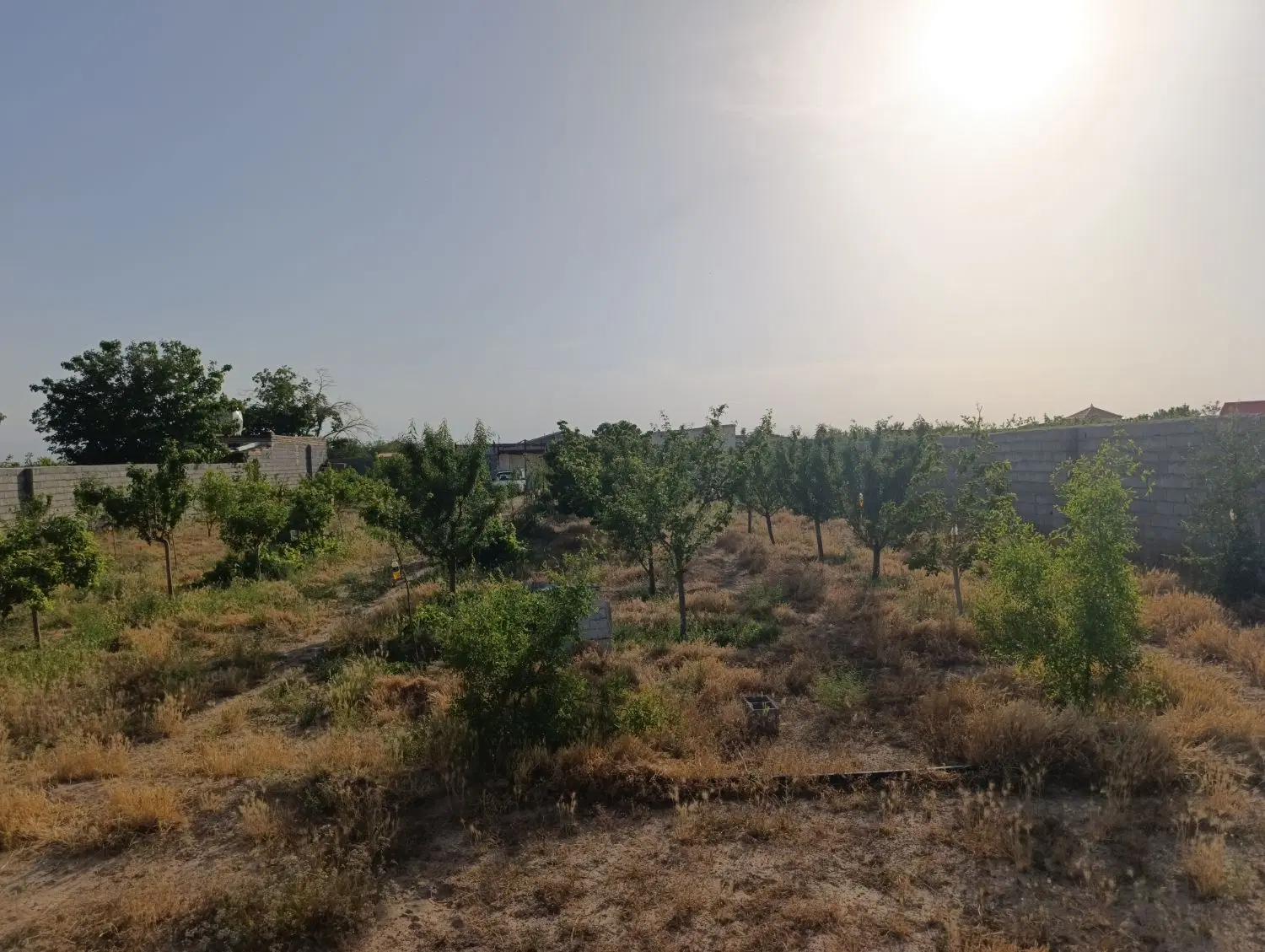 باغ در گوارشک