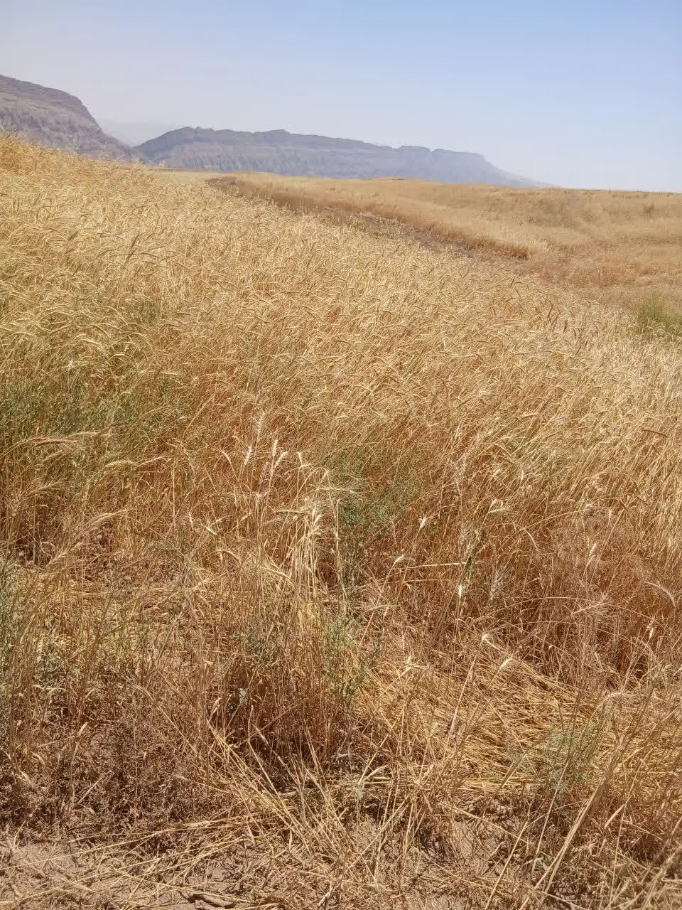 زمین دیم کشاورزی