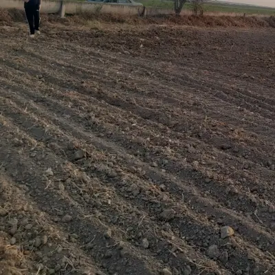 اجاره یک و نیم هکتار