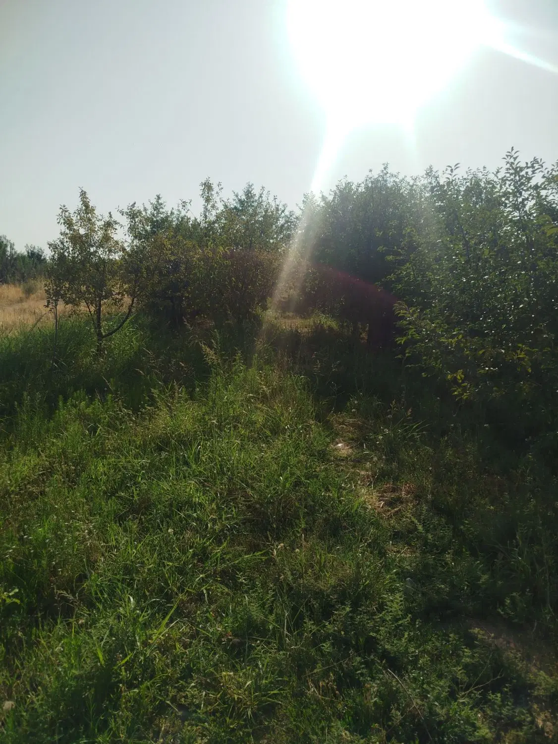 باغ به متراژ۱۵۰۰متر