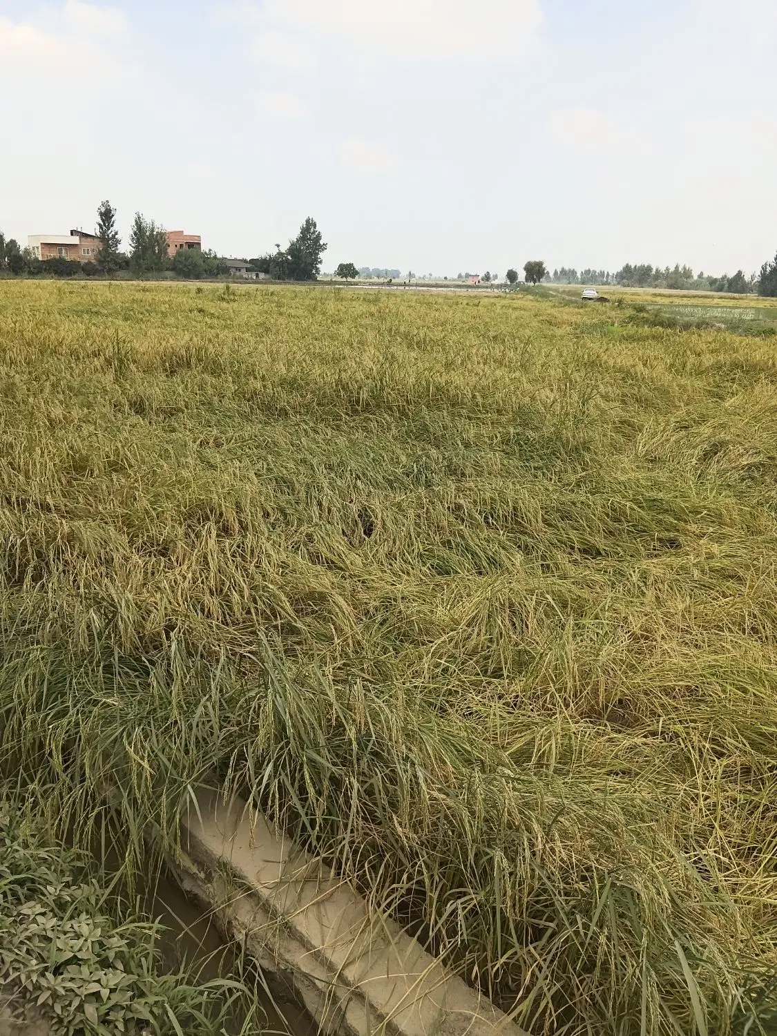 ۱۷۰۰ متر زمین کشاورزی و مسکونی متری ۲۳۰۰ میلیون