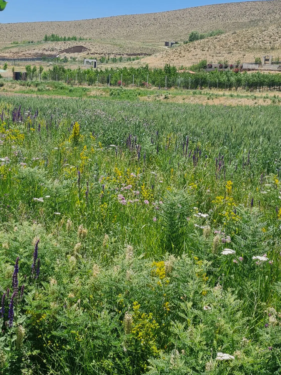۵۰۰۰متر فیروزکوه دشت کلفور