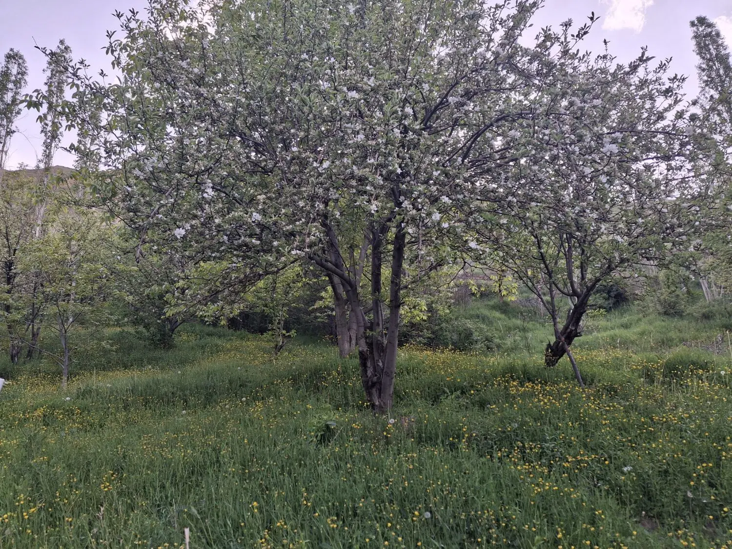 باغ میوه مثمر با امتیاز آبیاری