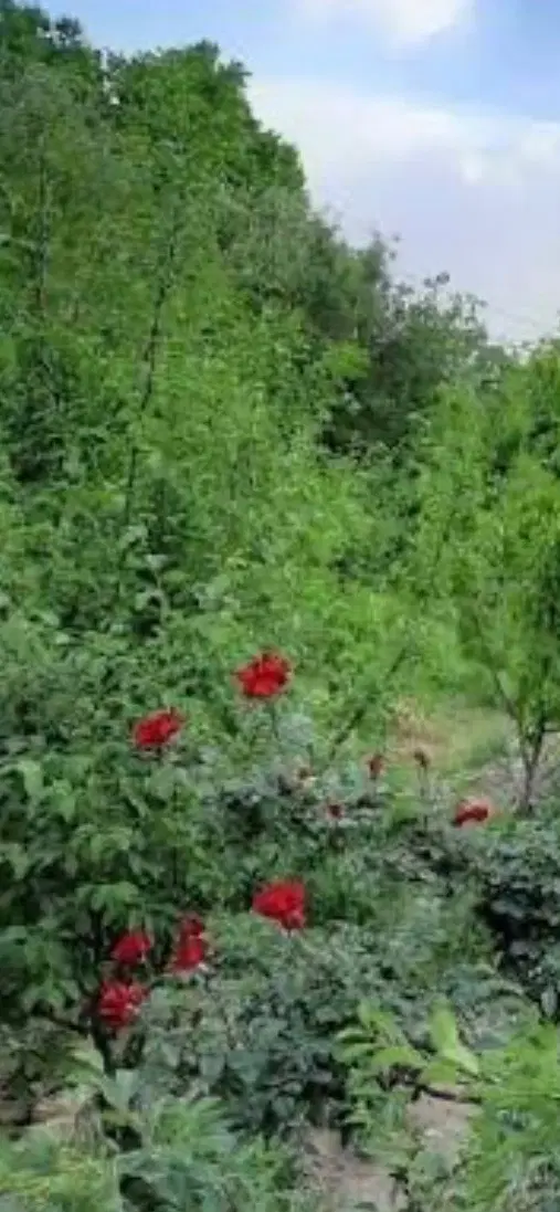 ۳۲۰متر باغ سند تک برگ