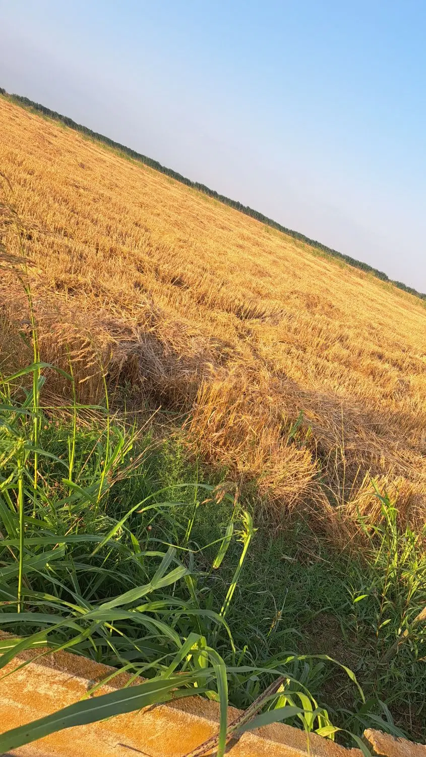 اجاره زمین مزوعی برای کشت سیر