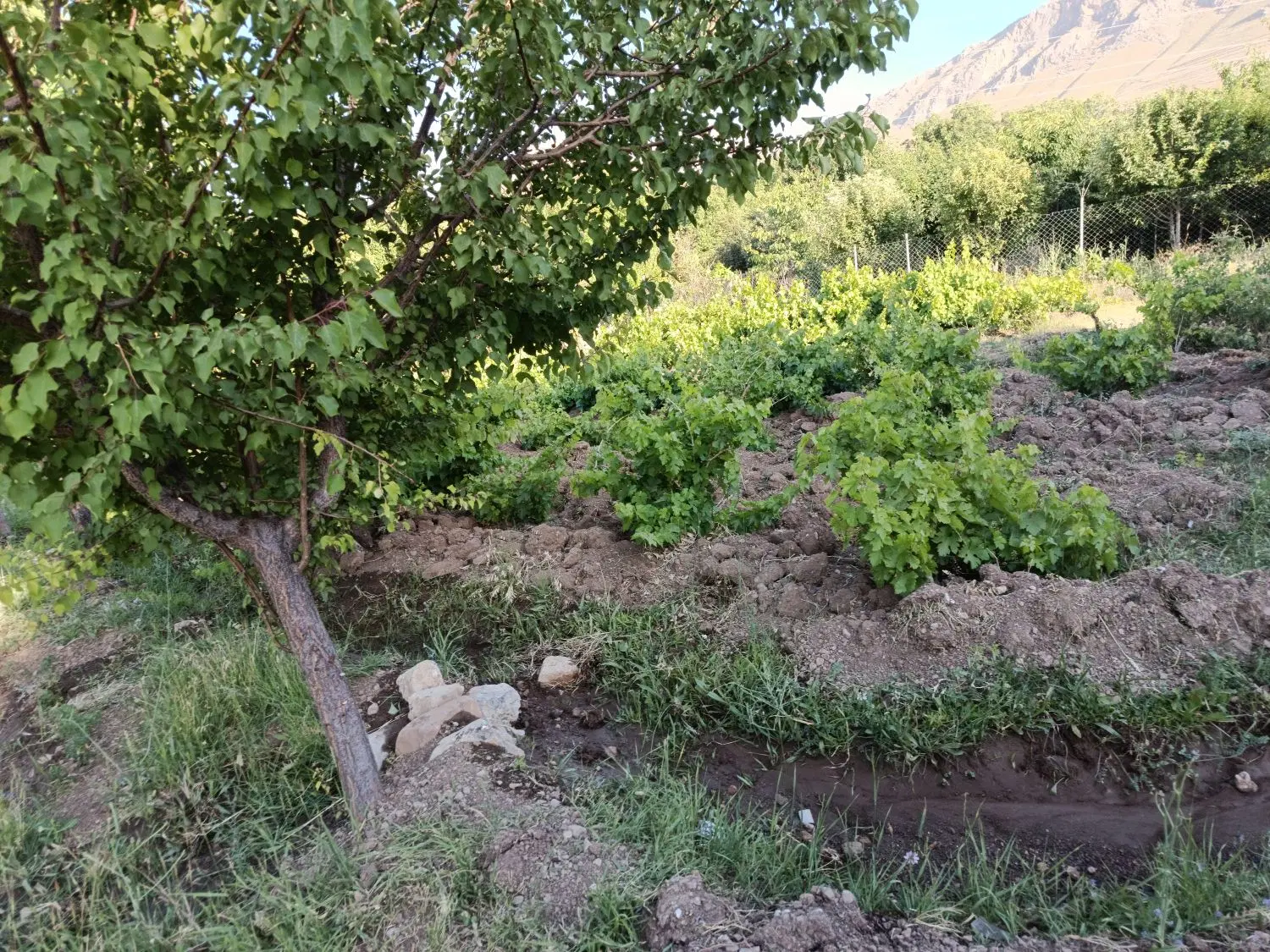 یک قطعه باغ در روستای تازاباد سراب